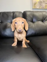 Golden, a female Miniature Dachshund for sale in Chicago, IL – 3 of 3