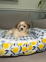 Doll Face, a female Shih Tzu for sale in Chicago, IL – 4 of 4