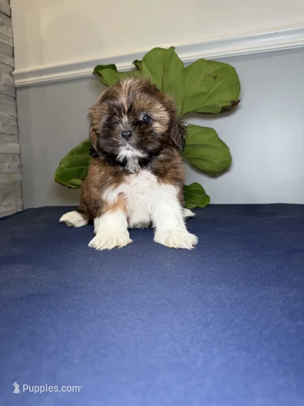 Seven  – Shih Tzu puppy for sale in Chicago, IL