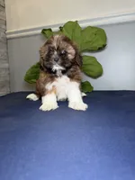 Seven , a male Shih Tzu for sale in Chicago, IL – 1 of 4