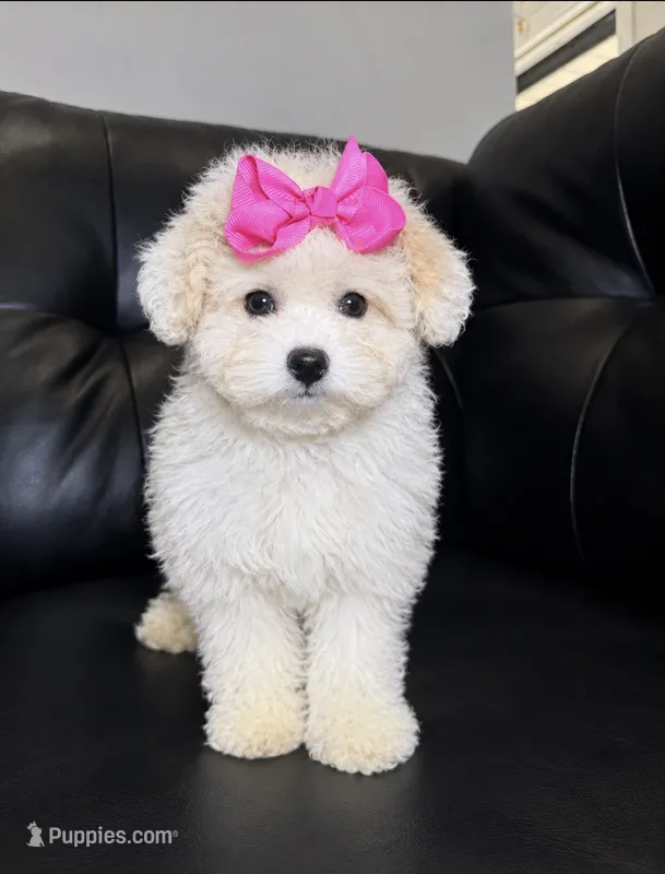 Apple cider  – Poodle - Toy  puppy for sale in Chicago, IL