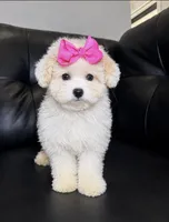 Apple cider , a female Poodle - Toy  for sale in Chicago, IL – 1 of 3