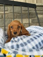 Dumpling , a male Miniature Dachshund for sale in Chicago, IL – 3 of 3