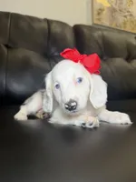 Snow , a female Miniature Dachshund for sale in Chicago, IL – 3 of 3