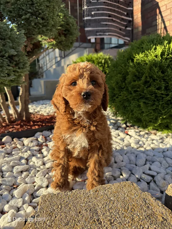 Atlas – Miniature Goldendoodle puppy for sale in Chicago, IL