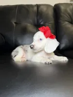 Snow , a female Miniature Dachshund for sale in Chicago, IL – 2 of 3