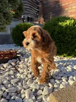 Blazer, a male Miniature Goldendoodle for sale in Chicago, IL – 3 of 3