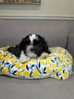 Buzz, a male Shih Tzu for sale in Chicago, IL – 3 of 3