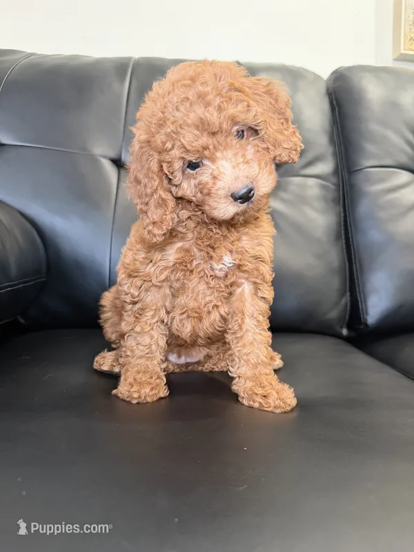 Redd – Miniature Goldendoodle puppy for sale in Chicago, IL