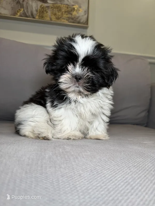 Jessie  – Shih Tzu puppy for sale in Chicago, IL