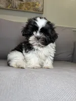 Jessie , a female Shih Tzu for sale in Chicago, IL – 1 of 3