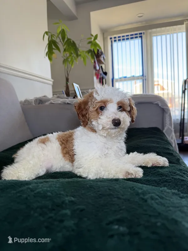 Freckles  – Poodle - Miniature  puppy for sale in Chicago, IL