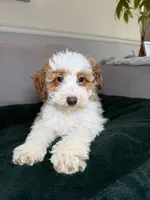 Freckles , a male Poodle - Miniature  for sale in Chicago, IL – Photo 3 of 4