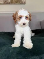 Freckles , a male Poodle - Miniature  for sale in Chicago, IL – Photo 4 of 4