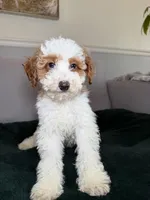 Freckles , a male Poodle - Miniature  for sale in Chicago, IL – Photo 2 of 4