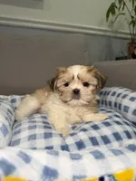 Doll Face, a female Shih Tzu for sale in Chicago, IL – 2 of 4