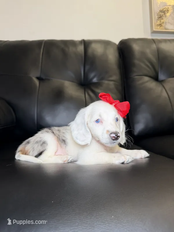 Snow  – Miniature Dachshund puppy for sale in Chicago, IL