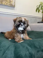 Ocho , a male Shih Tzu for sale in Chicago, IL – Photo 1 of 4