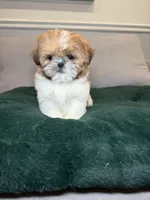 Tinker bell , a female Shih Tzu for sale in Chicago, IL – Photo 5 of 5