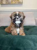 Ocho , a male Shih Tzu for sale in Chicago, IL – Photo 4 of 4