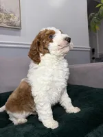 Pedro, a male Goldendoodle for sale in Chicago, IL – Photo 3 of 4