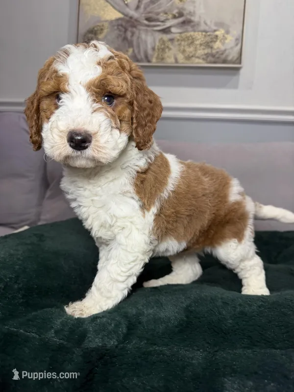 Pedro – Goldendoodle puppy for sale in Chicago, IL