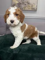 Pedro, a male Goldendoodle for sale in Chicago, IL – Photo 1 of 4