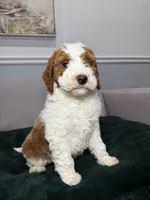 Pedro, a male Goldendoodle for sale in Chicago, IL – Photo 2 of 4