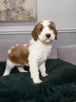 Pedro, a male Goldendoodle for sale in Chicago, IL – Photo 4 of 4