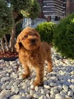Lambo, a male Miniature Goldendoodle for sale in Chicago, IL – 1 of 3