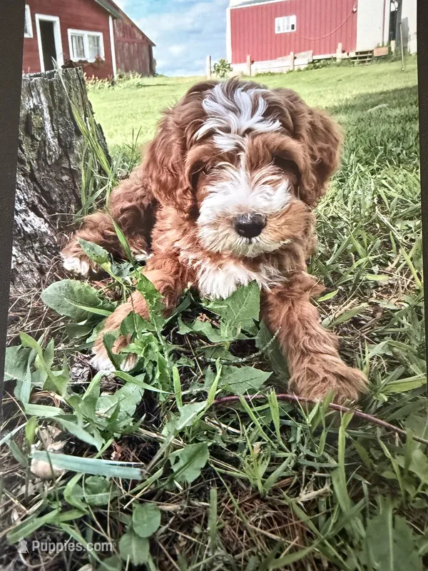Civic – Miniature Goldendoodle puppy on hold in Chicago, IL