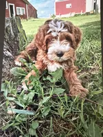 Civic, a male Miniature Goldendoodle for sale in Chicago, IL – 1 of 1