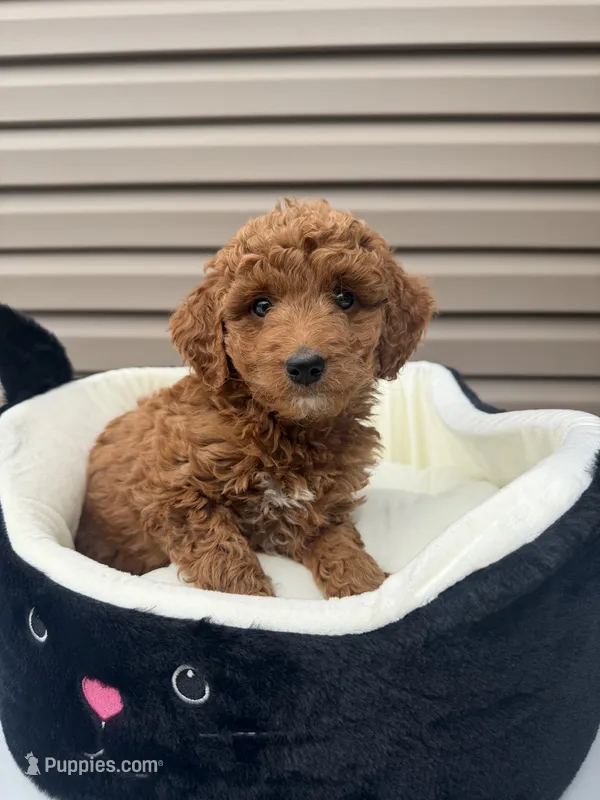 Blade  – Miniature Goldendoodle puppy for sale in Chicago, IL