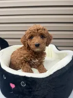 Blade , a male Miniature Goldendoodle for sale in Chicago, IL – 1 of 3