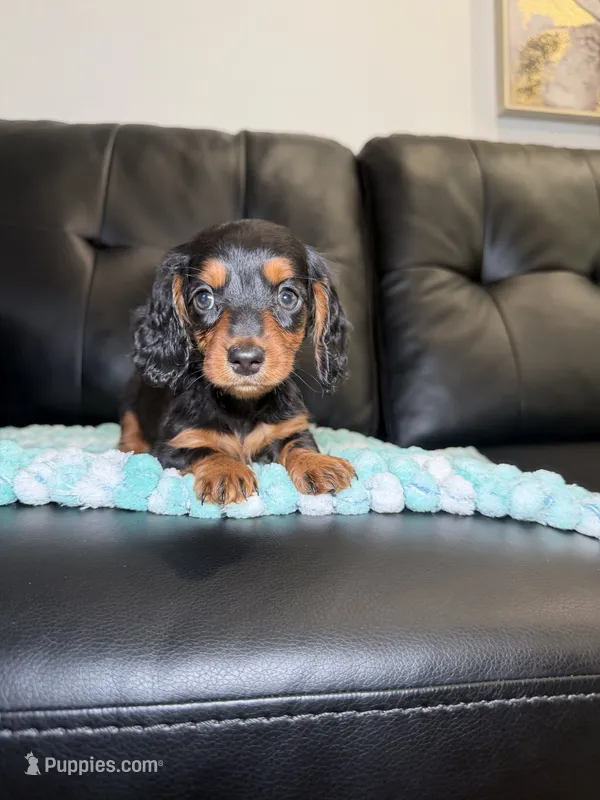 Star – Miniature Dachshund puppy for sale in Chicago, IL