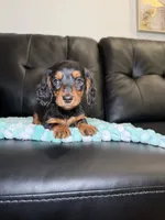 Star, a female Miniature Dachshund for sale in Chicago, IL – 1 of 3