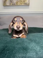 Kimchi, a female Miniature Dachshund for sale in Chicago, IL – Photo 3 of 4