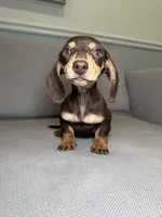 Kimchi, a female Miniature Dachshund for sale in Chicago, IL – Photo 2 of 4