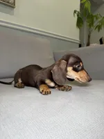 Kimchi, a female Miniature Dachshund for sale in Chicago, IL – Photo 4 of 4