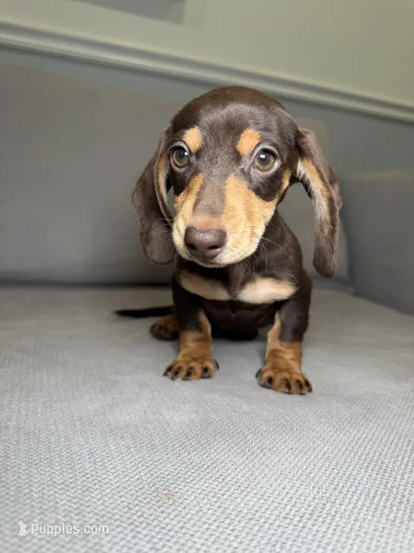 Kimchi, a female Miniature Dachshund for sale in Chicago, IL – Photo 1 of 4