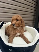 Baldo , a male Miniature Goldendoodle for sale in Chicago, IL – 2 of 3