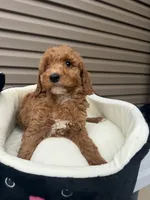 Baldo , a male Miniature Goldendoodle for sale in Chicago, IL – 3 of 3