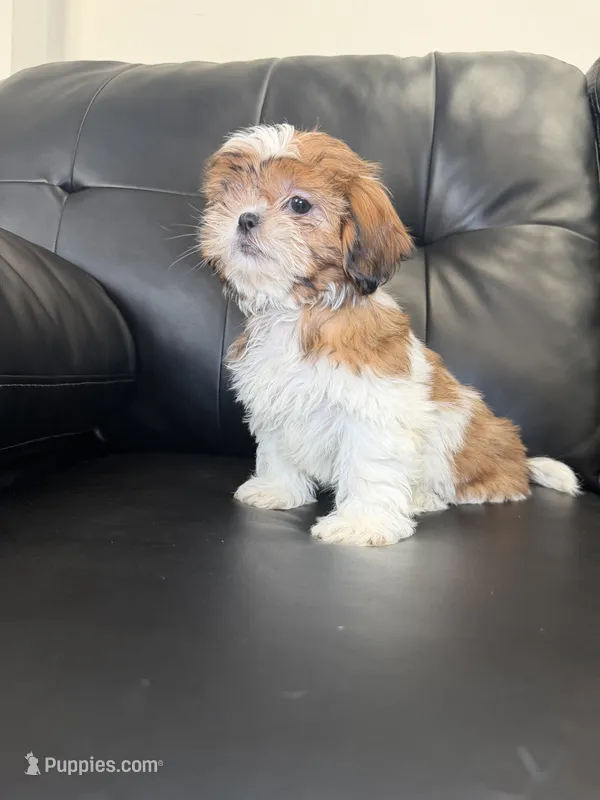 One – Shih Tzu puppy for sale in Chicago, IL