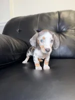 Shortie , a male Miniature Dachshund for sale in Chicago, IL – 2 of 5