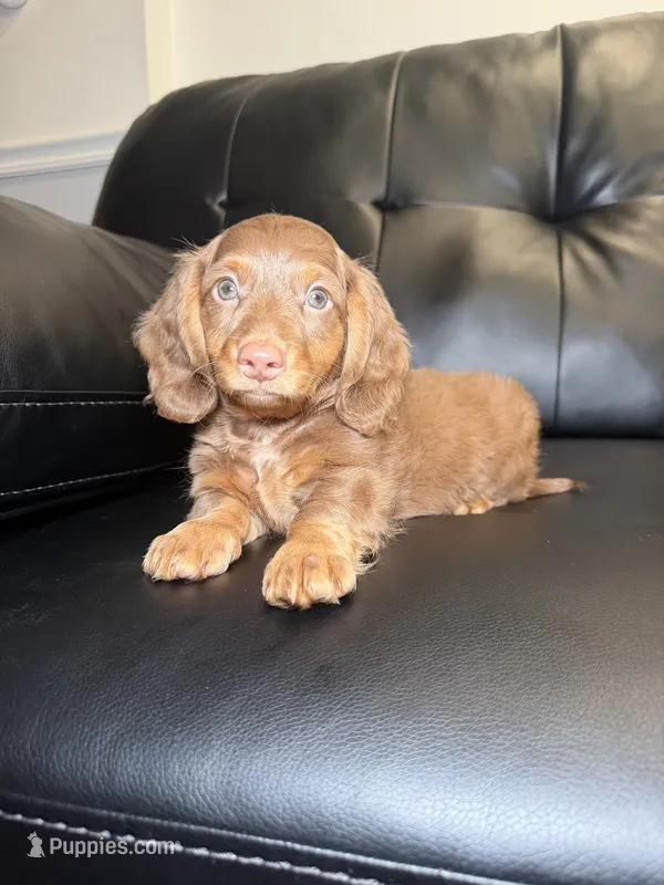 Glaze  – Miniature Dachshund puppy for sale in Chicago, IL