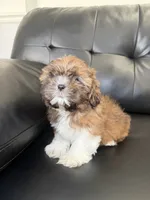 Seven , a male Shih Tzu for sale in Chicago, IL – 2 of 4