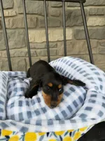 Potsticker, a male Miniature Dachshund for sale in Chicago, IL – 4 of 4