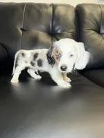 Spot, a male Miniature Dachshund for sale in Chicago, IL – 2 of 3