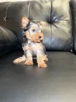 Cutie, a female Yorkshire Terrier for sale in Chicago, IL – 2 of 3