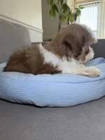 Sprinkle , a female Shih Tzu for sale in Chicago, IL – Photo 4 of 4